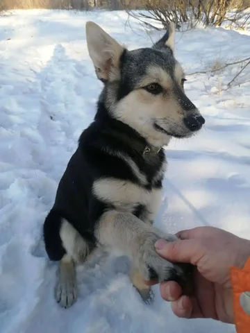 Щенок девочка 4 месяца ищет дом - Собаки в Чита