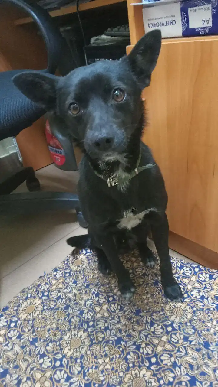 Ищем хозяев кобельку, прибившемуся в Новогоднюю ночь