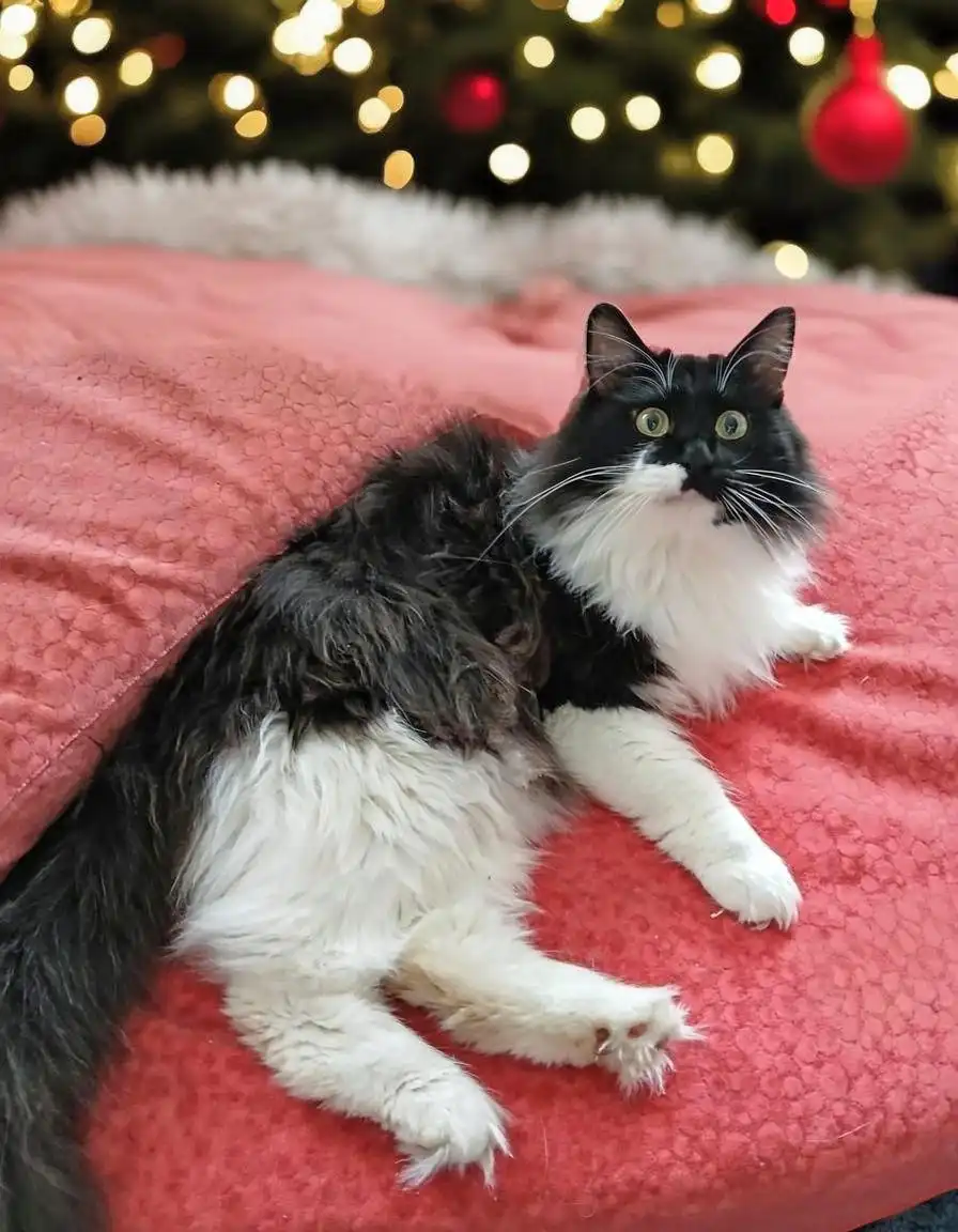 Кот Гоша ищет дом в Чите