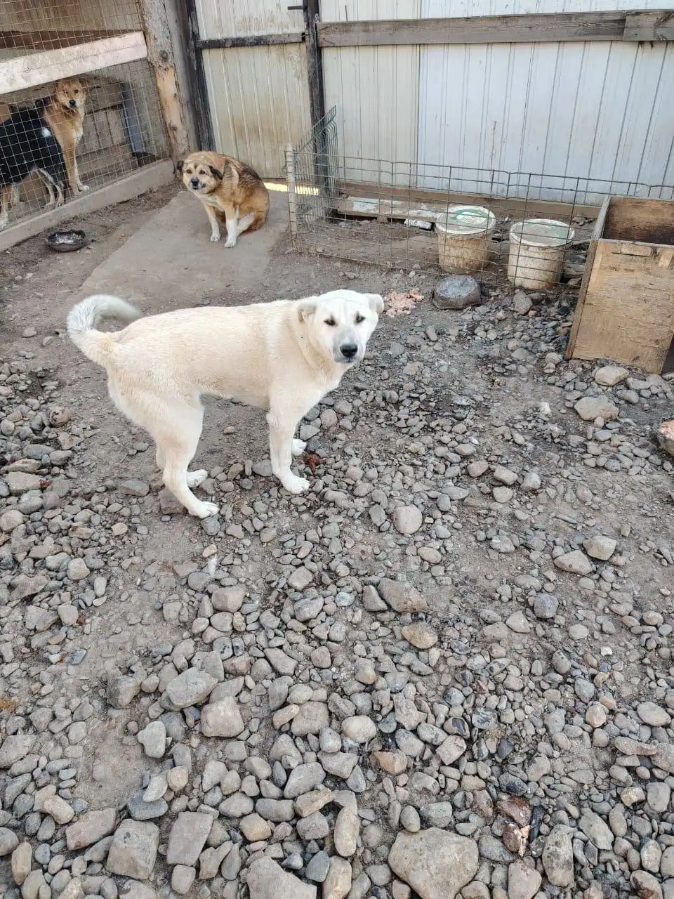 Кошка Карамелька ищет дом и хозяина