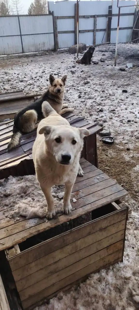 Кошка Карамелька ищет дом и хозяина