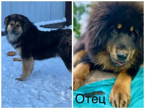 Щенок монгольского волкодава ищет дом - Собаки в Чита