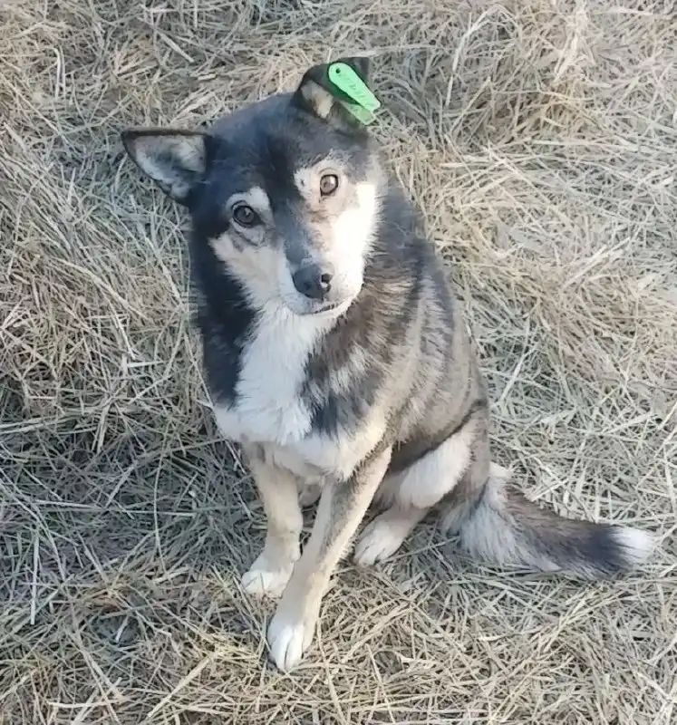 Ищет дом пес Мишка 4 года - Собаки (Животные) в Чита