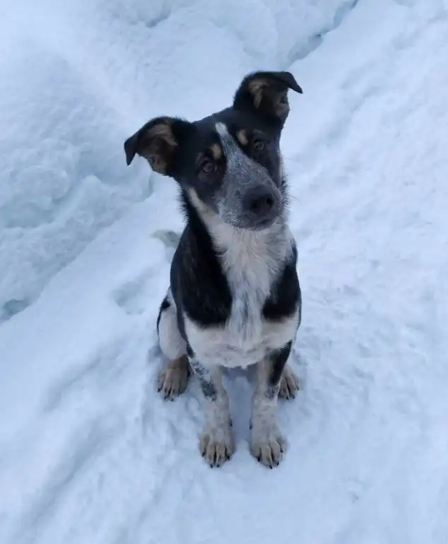 Продажа щенка девочки 4-5 месяцев - Собаки (Животные) в Чита