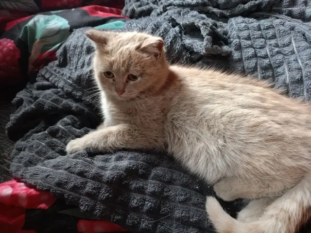 Ищут дом для уличных котят в Чите - Кошки и котята в Чита