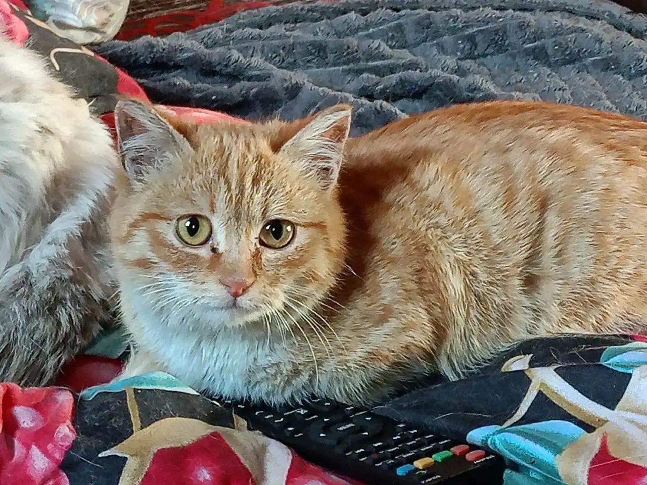 Ищут дом для уличных котят в Чите - Котята (Животные) в Чита