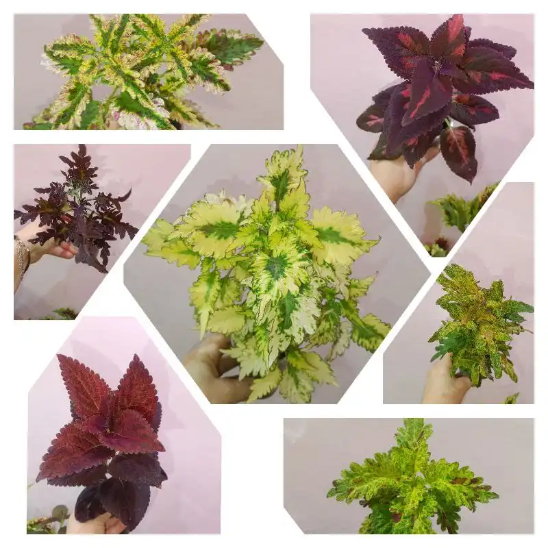 Продажа подросших кустиков вегетативных колеусов разных сортов - Растения (Хобби и отдых) в Чита