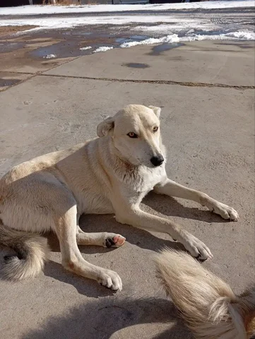 Собака Белочка ищет дом в Чите - Птицы в Чита