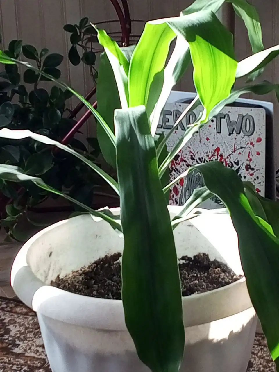 Продам юкку в 15-литровом кашпо - Растения (Для дома и дачи) в Чита