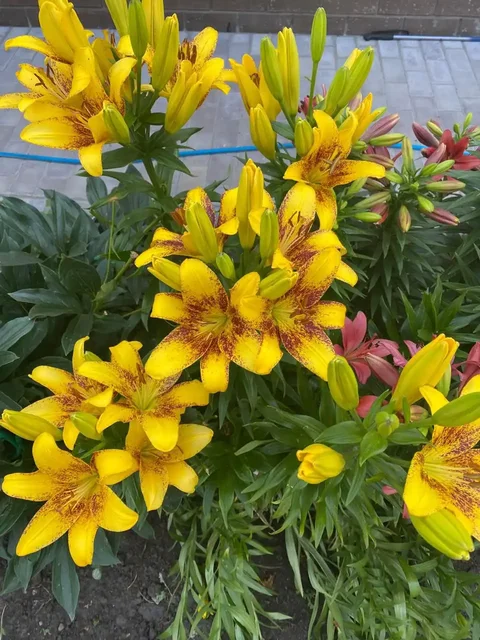 Продам луковицы лилий - Банные принадлежности в Чита