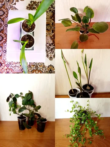 Продажа комнатных растений в Чите - Банные принадлежности в Чита