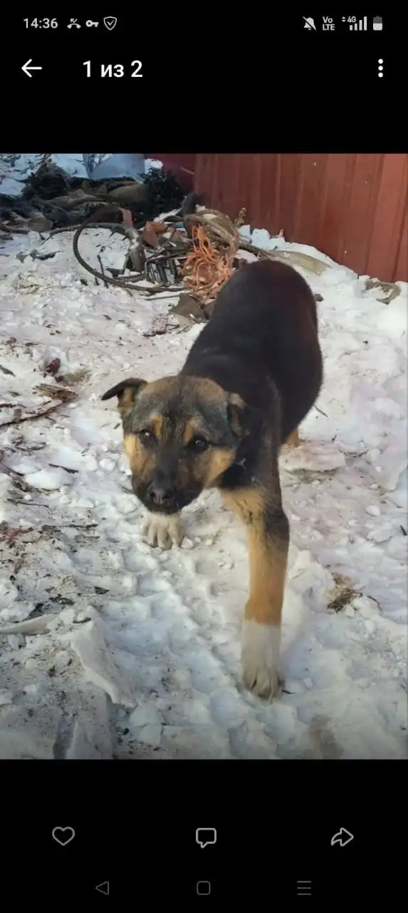 Щенок для охраны частного дома - Собаки (Животные) в Чита