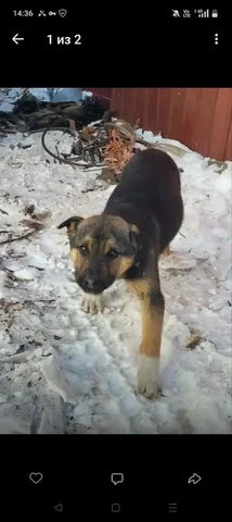 Щенок для охраны частного дома - Птицы в Чита