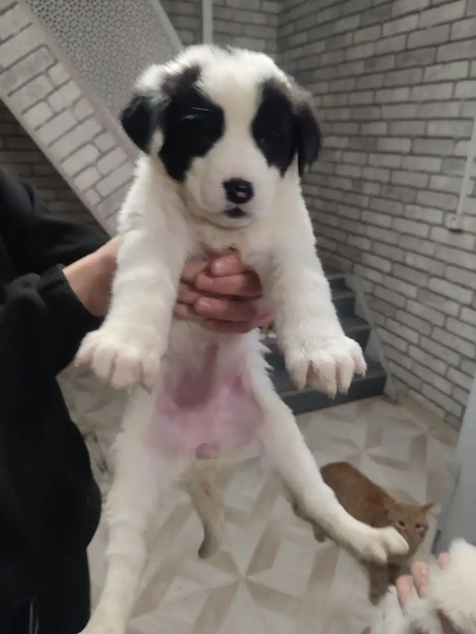 Продажа щенков Алабая и помеси - Собаки (Животные) в Чита