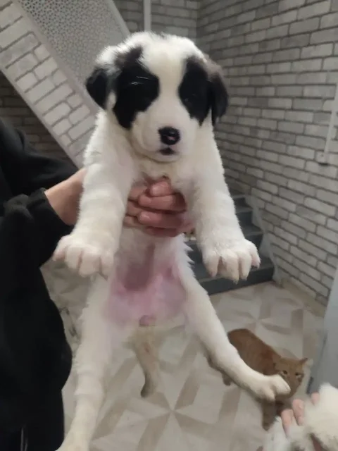 Продажа щенков Алабая и помеси - Птицы в Чита