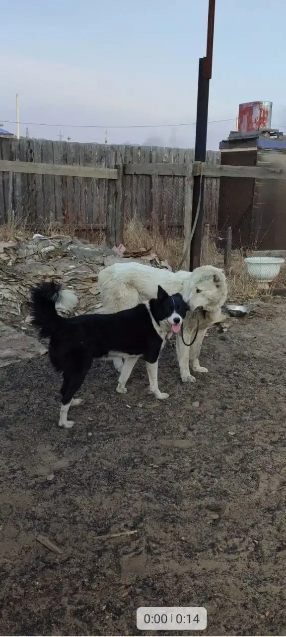 Продажа щенков Алабая и помеси - Собаки (Животные) в Чита