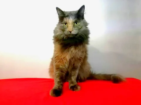 Ищет дом КИКИ - Птицы в Чита