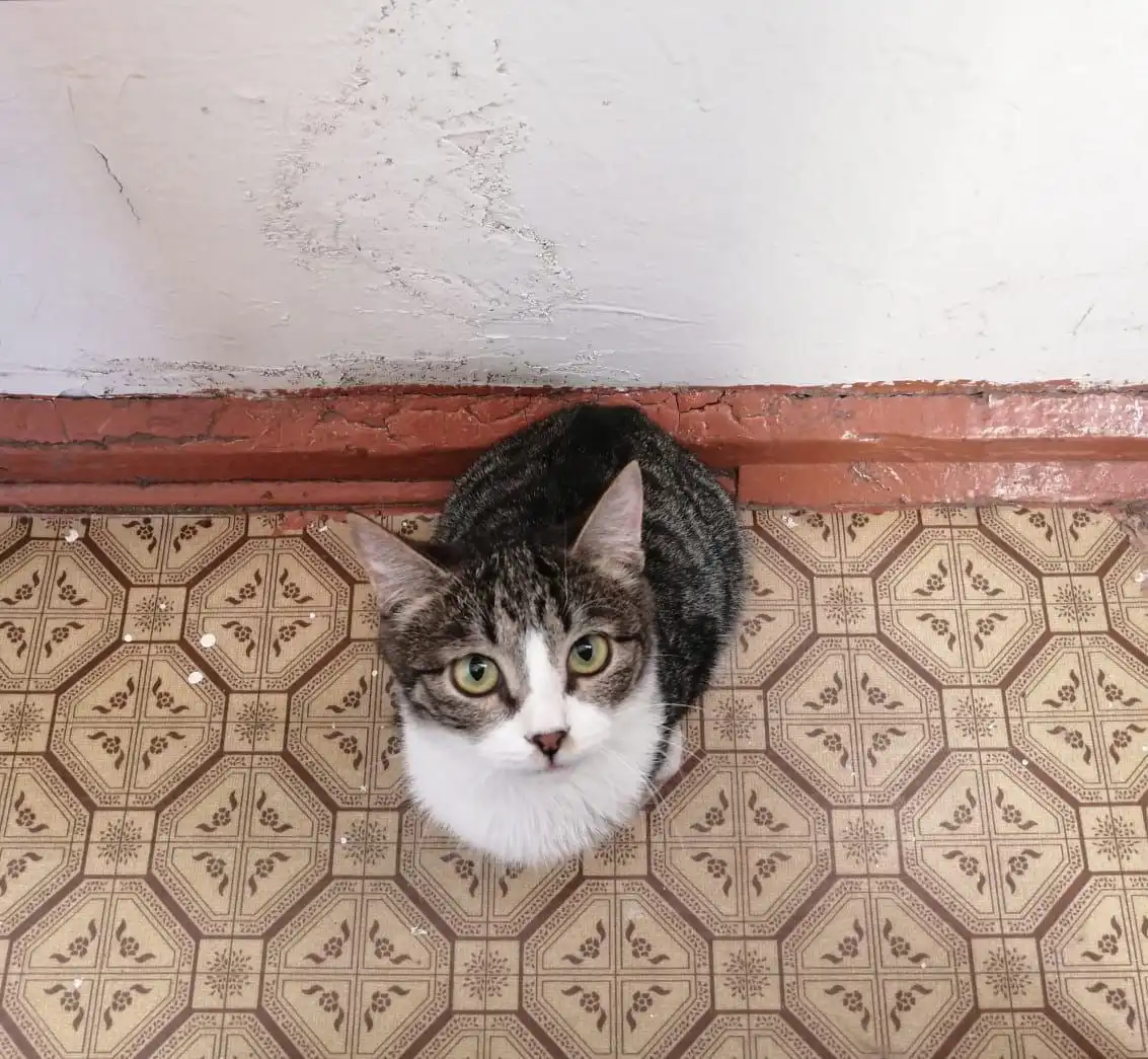 Отдам котят мальчиков - Кошки/котята (Животные) в Чита