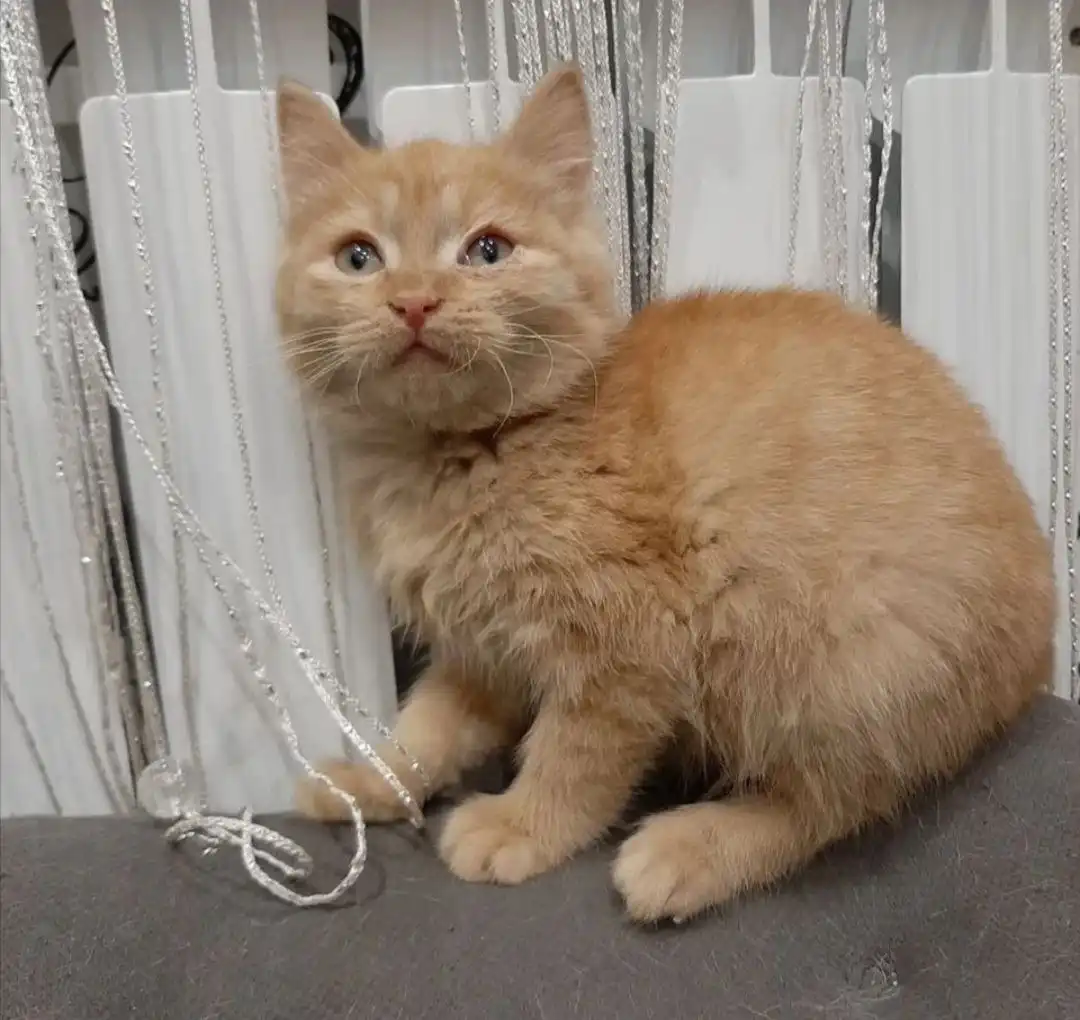 Отдам котят мальчиков - Кошки/котята (Животные) в Чита