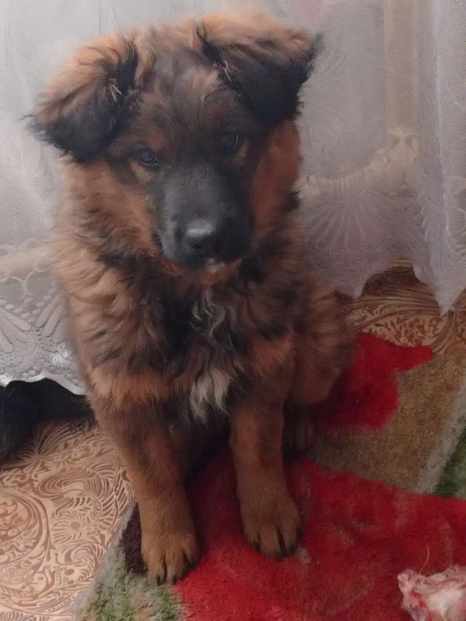 Щенок Злата в поисках дома - Собаки (Животные) в Чита