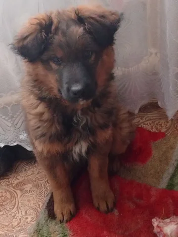 Щенок Злата в поисках дома - Птицы в Чита