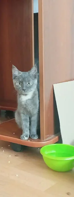 Котята и кошка-мать ищут хозяев - частное объявление в Чита