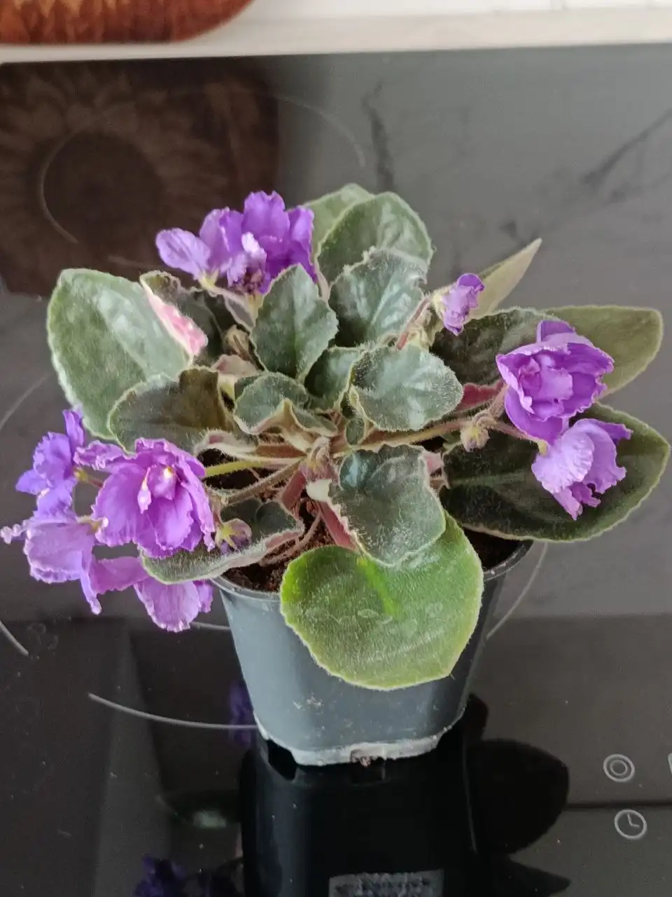 Фиалка т. фиолетовая СКВОРЦЫ ВО ФРАКАХ - Растения (Хобби и отдых) в Чита