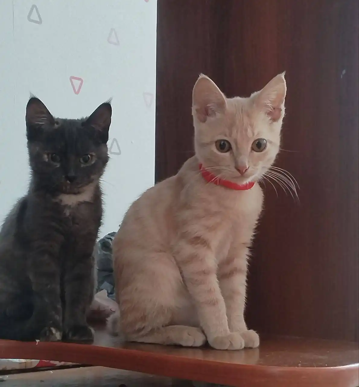 Милые котята ищут дом - Кошки (Животные) в Чита