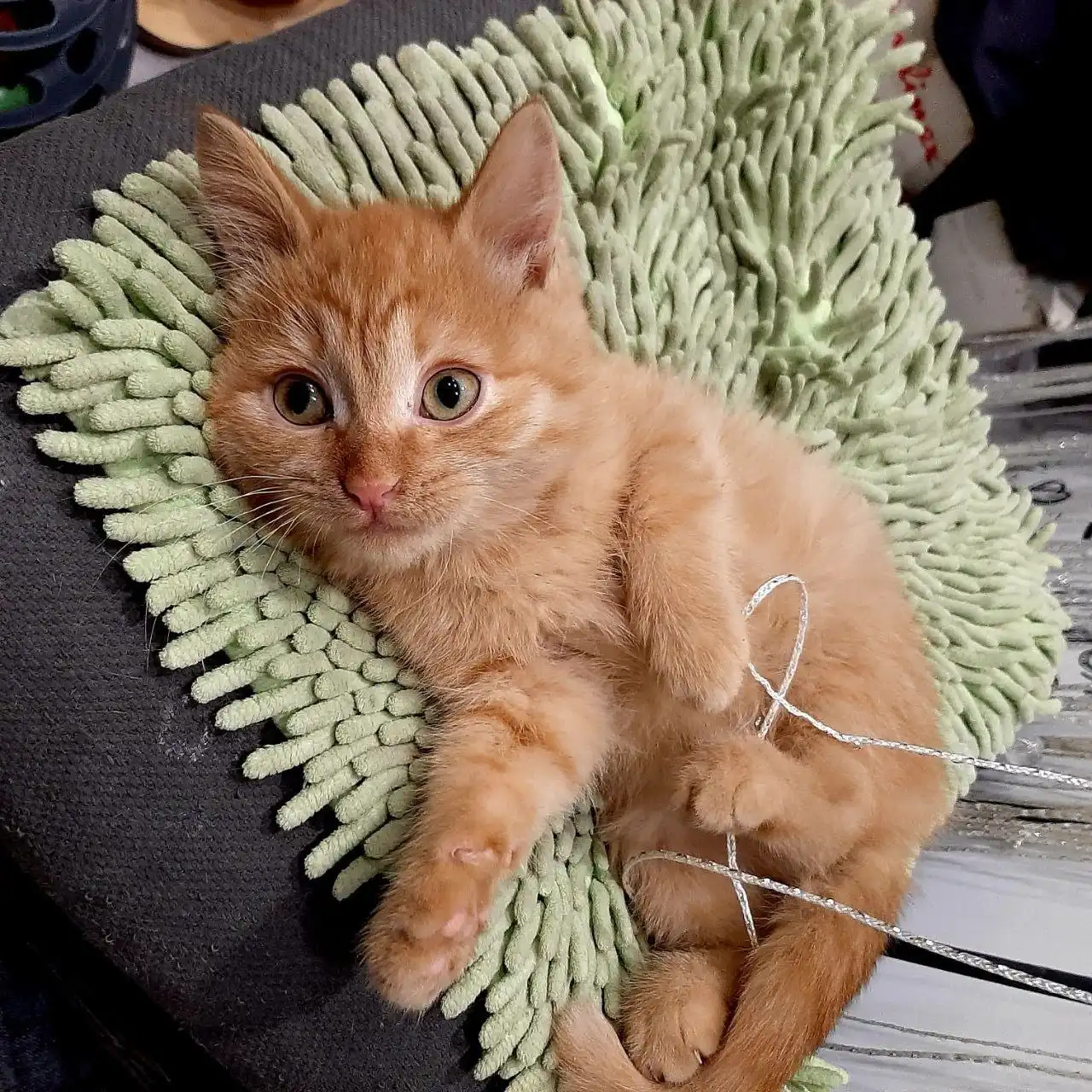 Малыши, мальчики, 3 месяца, ищут дом! - Кошки/Котята (Животные) в Чита