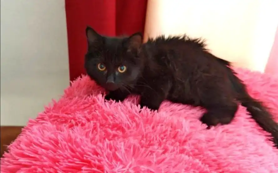 Малыши, мальчики, 3 месяца, ищут дом! - Кошки/Котята (Животные) в Чита