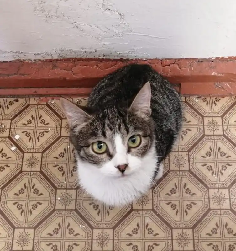 Малыши, мальчики, 3 месяца, ищут дом! - Кошки/Котята (Животные) в Чита