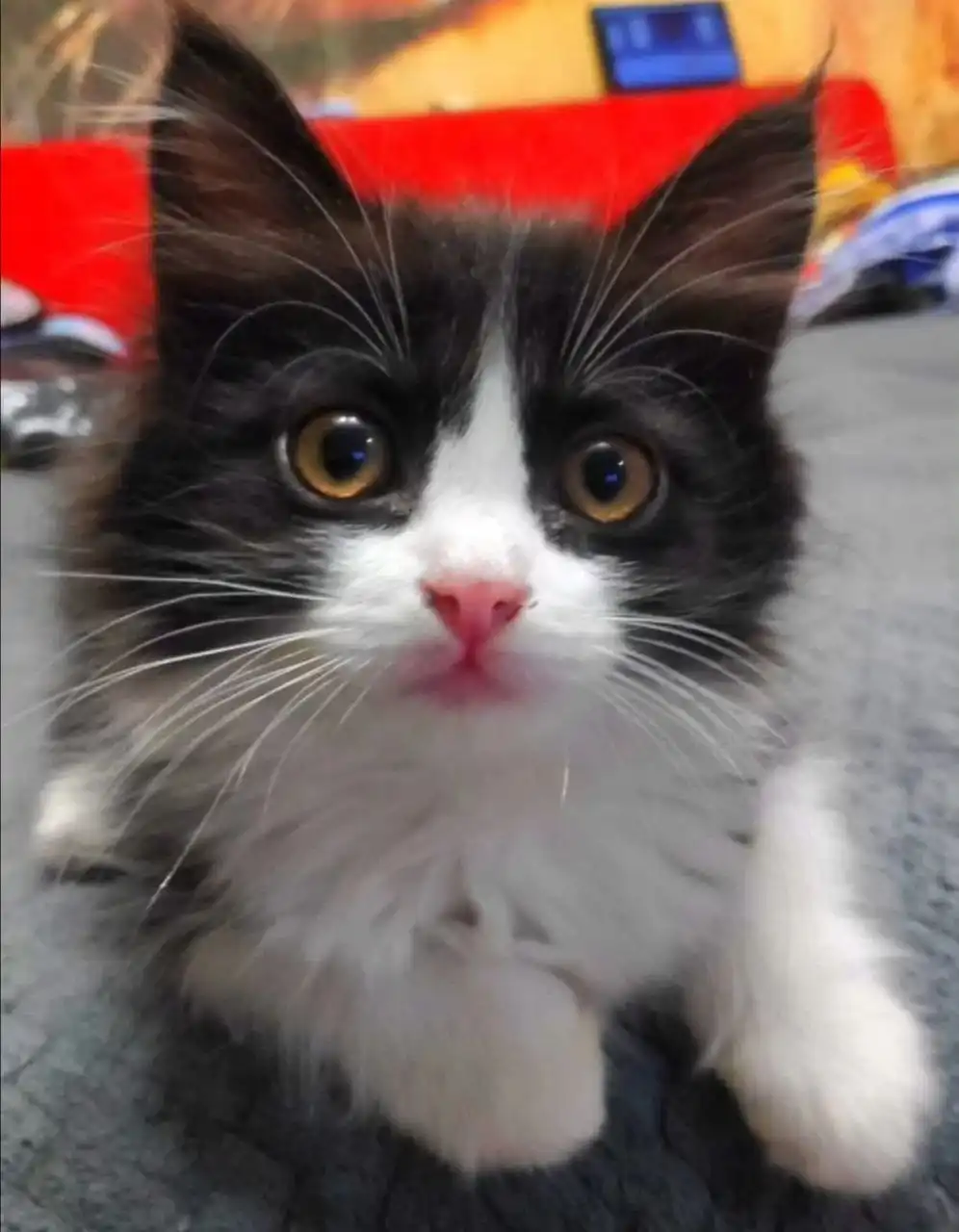 Малыши, мальчики, 3 месяца, ищут дом! - Кошки/Котята (Животные) в Чита