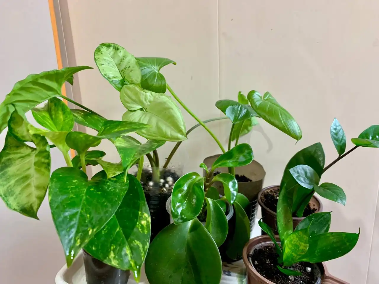 Комнатные растения 6 видов - Растения (Хобби и отдых) в Чита
