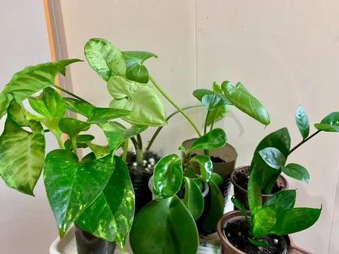 Комнатные растения 6 видов - Розыгрыши/конкурсы в Чита