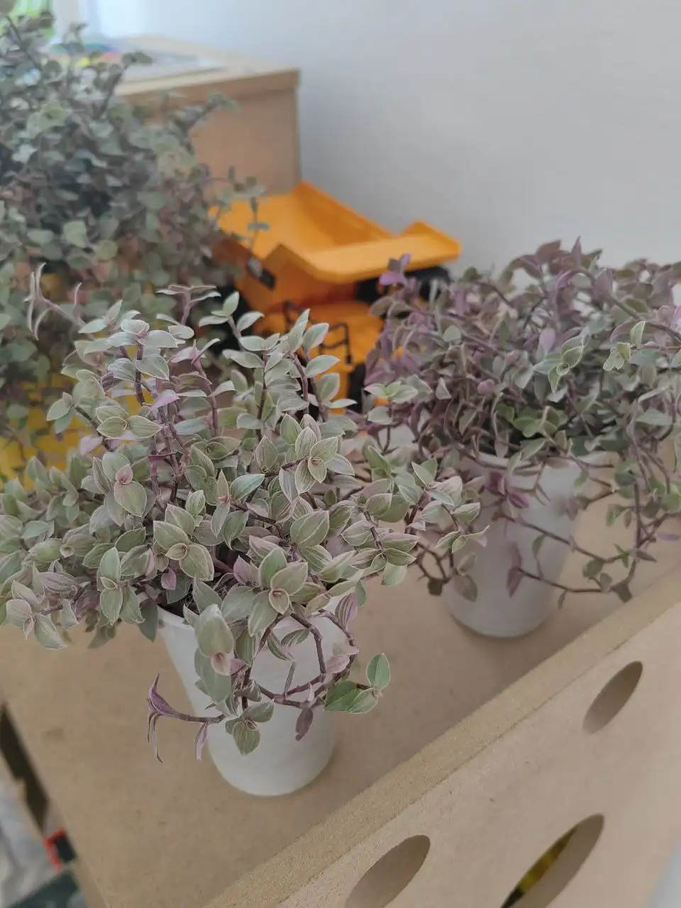 Продажа коллизии за стаканчик - Животные в Чита