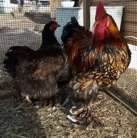 Продам цыплят породы Кохинхин - Животные в Чита