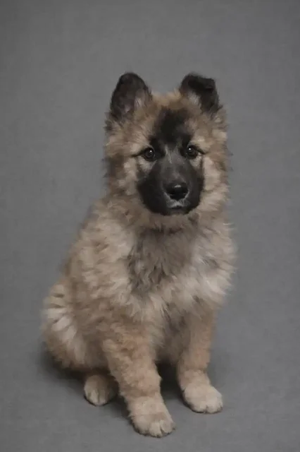 Щенки мальчики 2,5 месяца - Животные в Чита