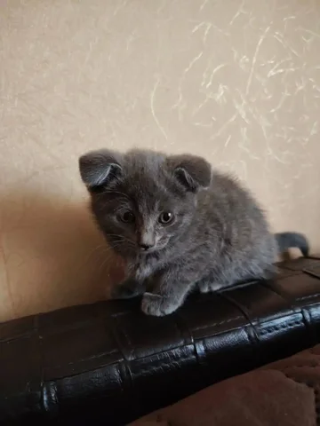 Мальчик 1.5 месяца ищет дом - Животные в Чита