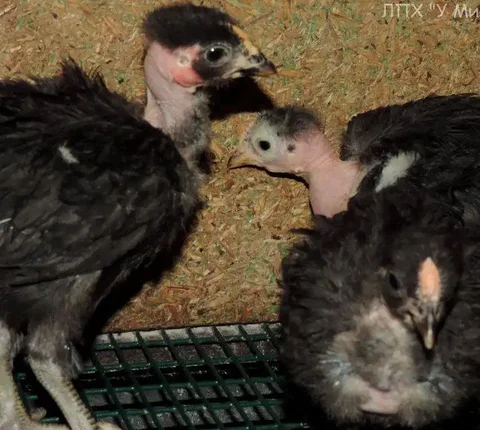 Продам цыплят голошейки 1,5 месяца - Животные в Чита