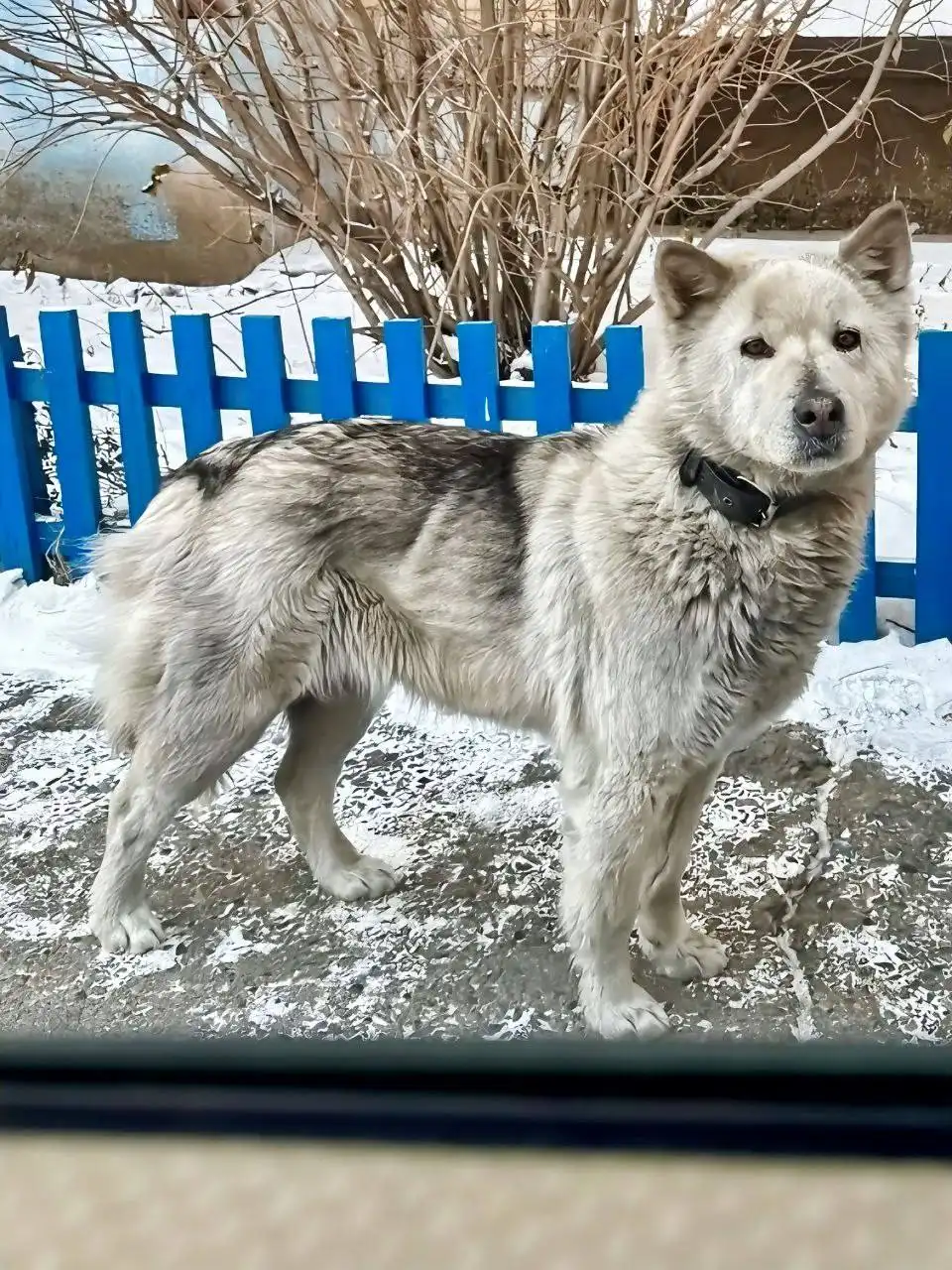 Щенок хаски-лайки ищет дом - Собаки (Животные) в Чита