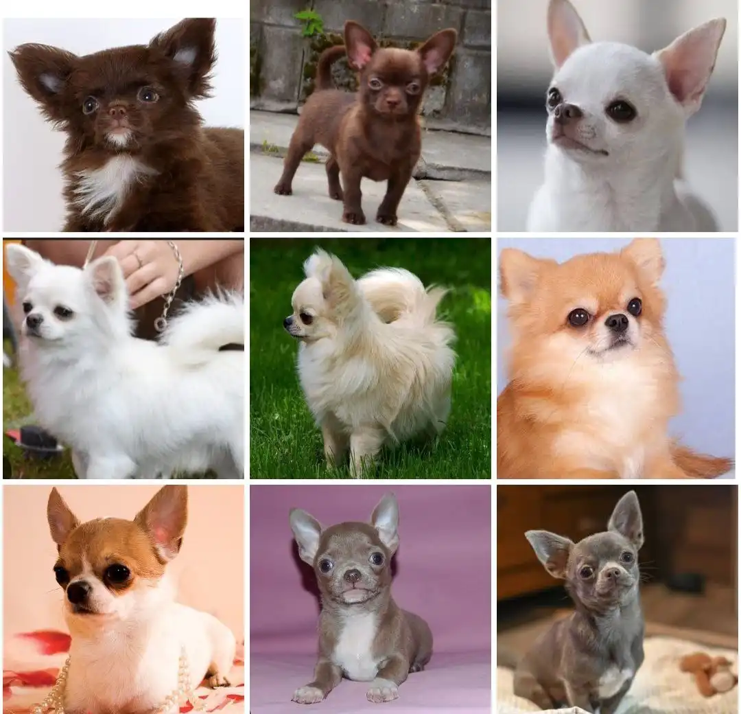 Поиск чихуахуа для вязки - Собаки (Животные) в Чита