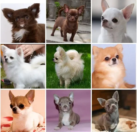 Поиск чихуахуа для вязки - Животные в Чита