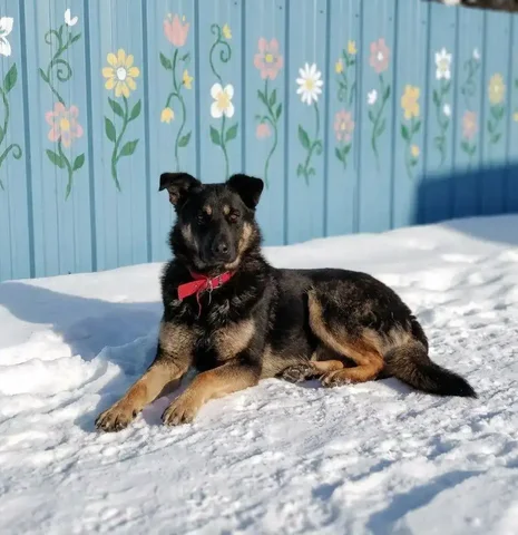 Маняша красавица ждёт ответственных людей - Животные в Чита