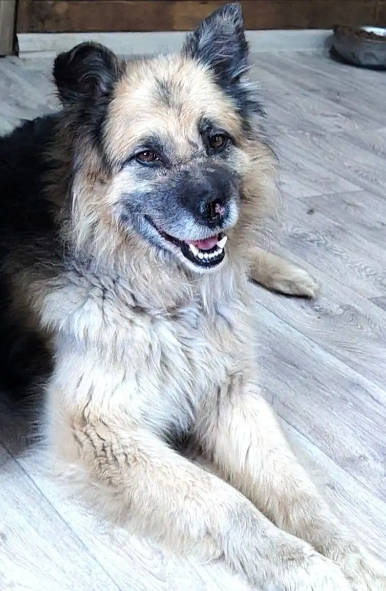 Собака НОСИК ищет дом - Собаки (Животные) в Чита