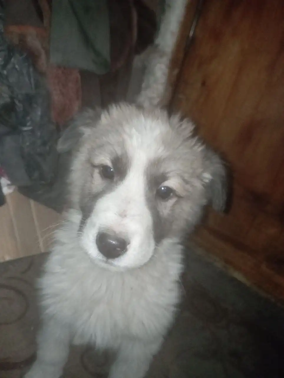 Щенки Алабая 2 месяца - Собаки (Животные) в Чита