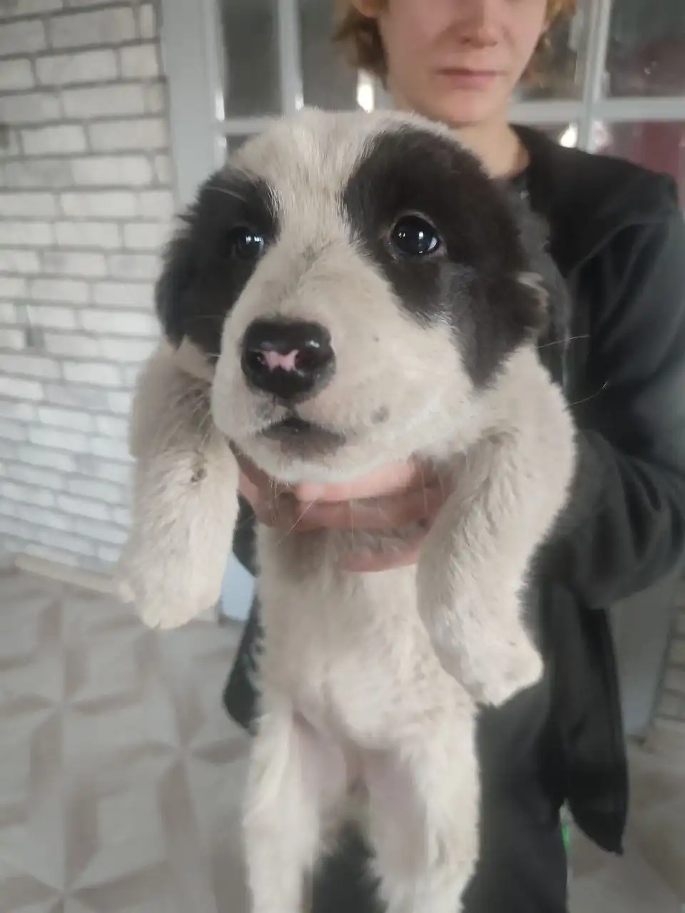 Щенки Алабая 2 месяца - Собаки (Животные) в Чита