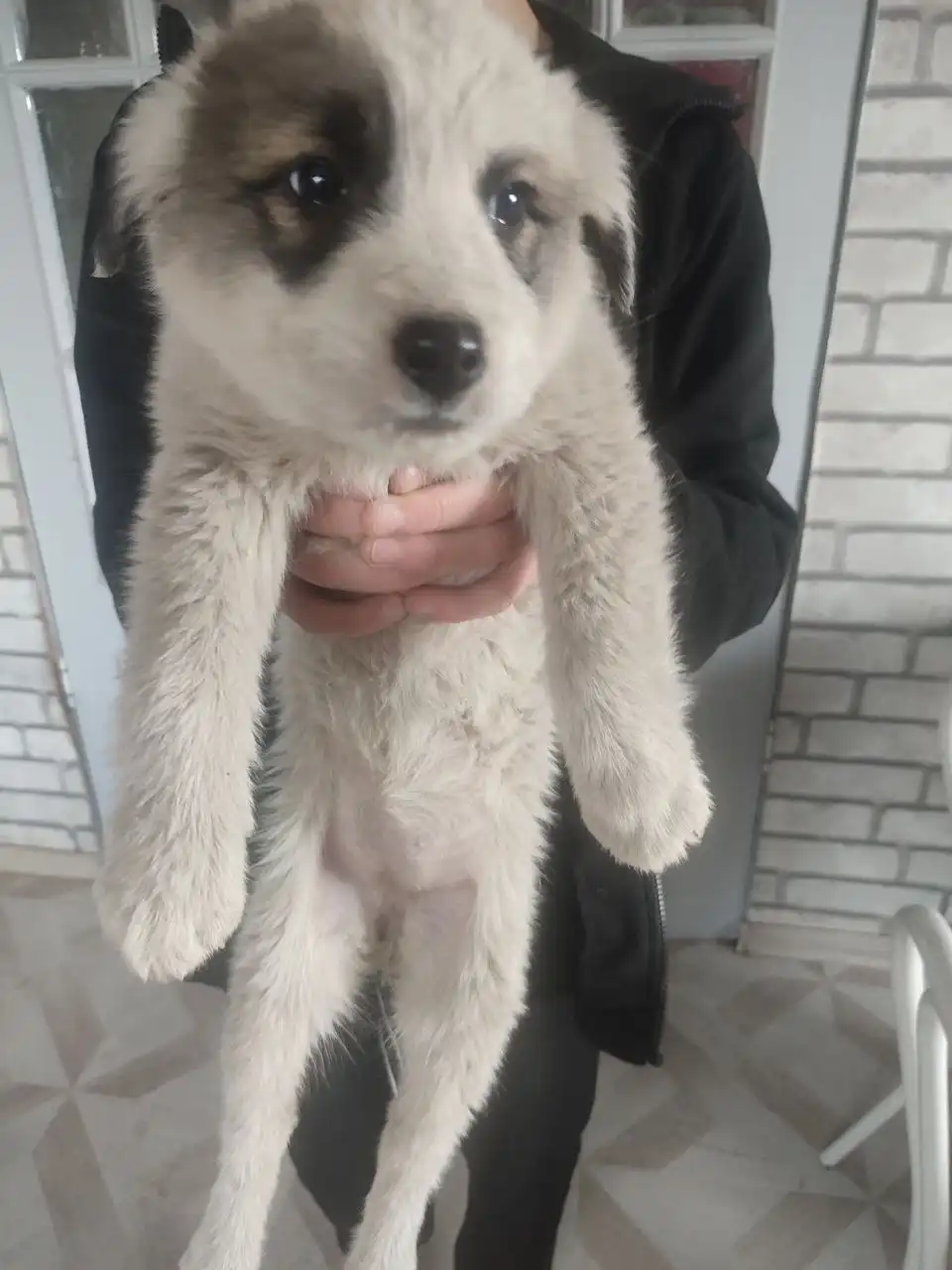 Щенки Алабая 2 месяца - Собаки (Животные) в Чита