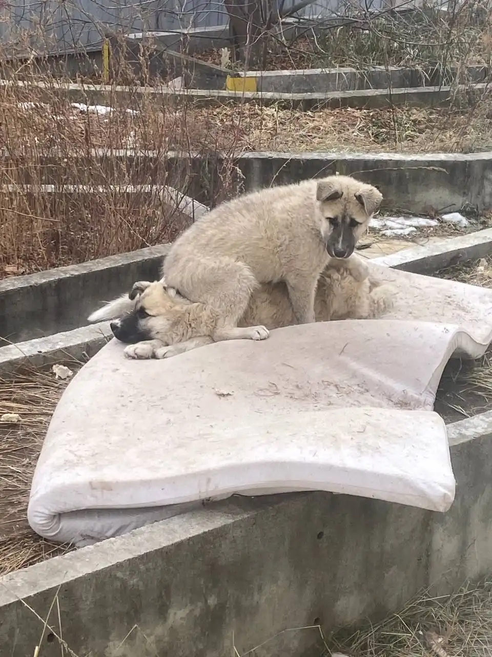 Пропал щенок Пушок - Потерянные животные (Животные) в Чита