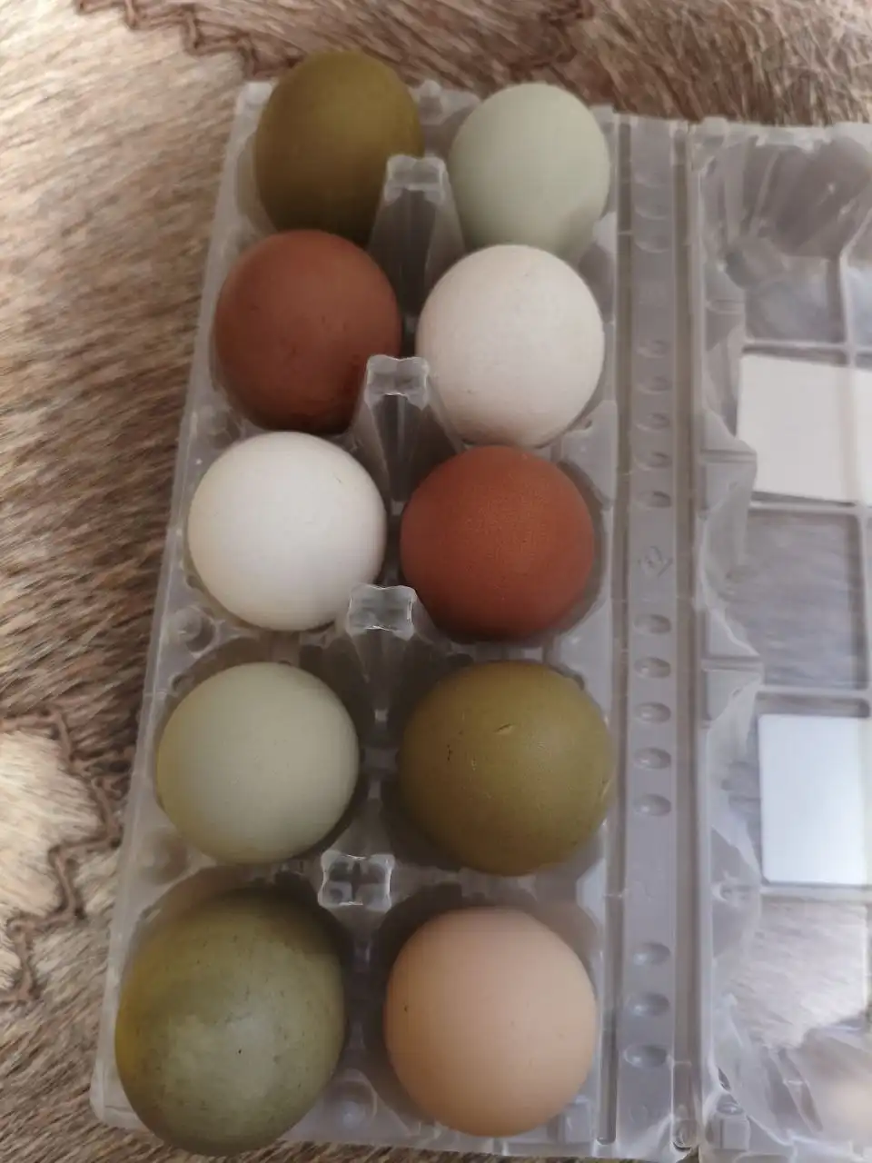 Продам инкубационное куриное яйцо - Птицы (Животные) в Чита