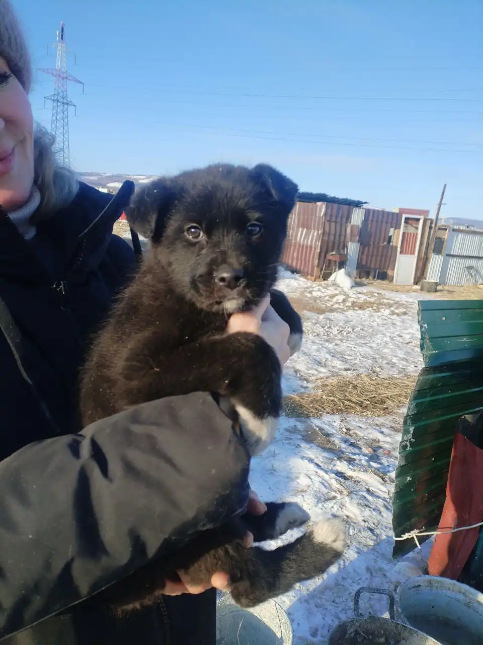 Поиск дома для щенка - Собаки (Животные) в Чита